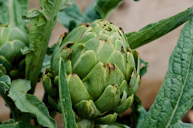 alcachofa cocina navarra