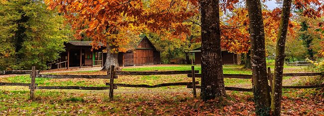 bosque de orgi navarra