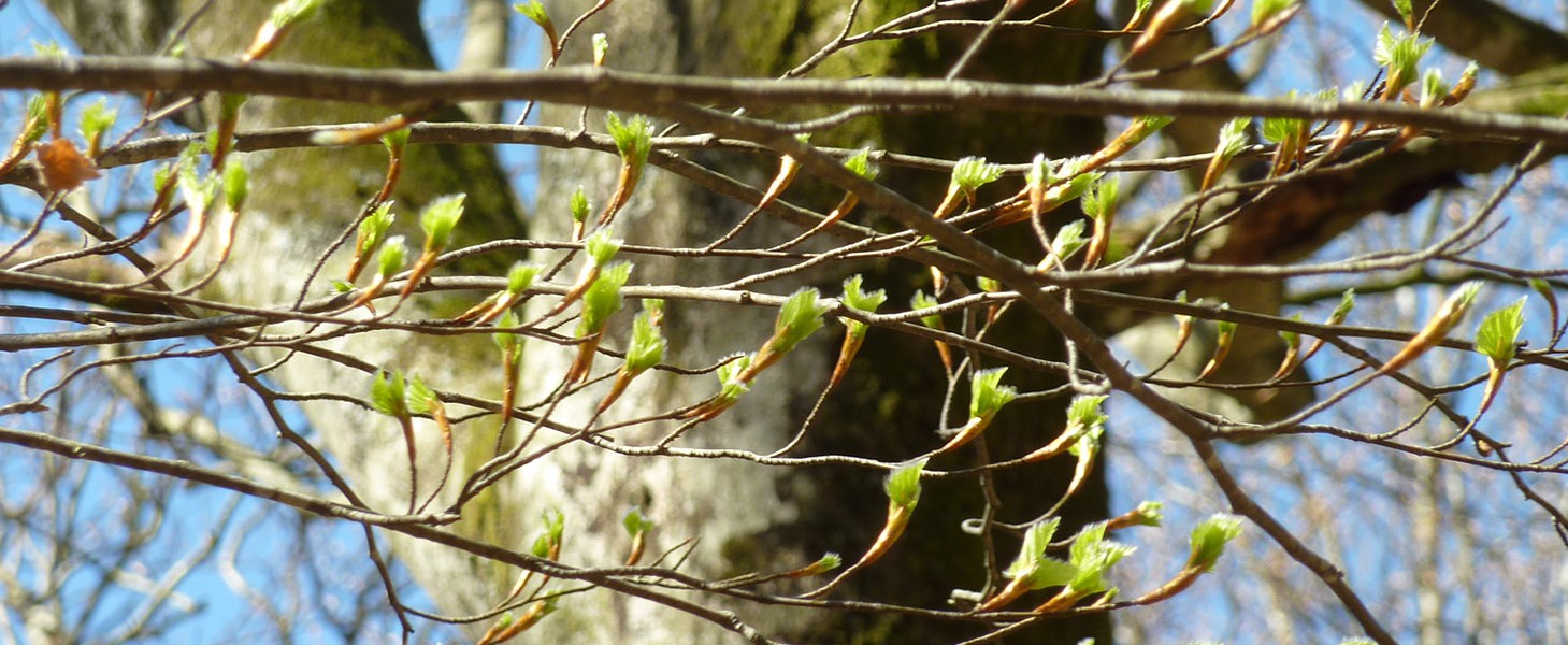 Brotes Abril 2015 Navarra Eugi